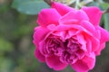 Rose Indian rose, Indian rose or desi gulab