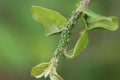 Rose infested with many green aphids