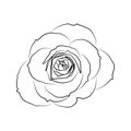 Rose isolated outline