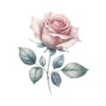Rose isolated on transparent background. AI