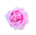 Rose isolated on white background. Fully open gentle pink rose flower head isolated on white background.