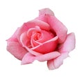 Pink rose isolated backgrond good for valentine day