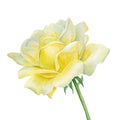 Rose on an isolated white background, yellow flower. Watercolor botanical illustration, greeting card Royalty Free Stock Photo