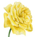 Rose on an isolated white background, yellow flower. Watercolor botanical illustration Royalty Free Stock Photo