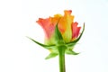 Rose isolated on wihte background