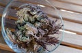 Rose of Jericho Anastatica hierochuntica plant in glass bowl. Its opening moment Royalty Free Stock Photo