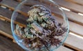 Rose of Jericho Anastatica hierochuntica plant in glass bowl. Its opening moment