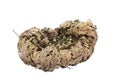 Rose of Jericho half bloomed, selaginella lepidophylla on white background Royalty Free Stock Photo