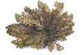 Rose of Jericho Selaginella lepidophylla, False Rose of Jericho, other common names include Jericho rose, resurrection moss, din Royalty Free Stock Photo