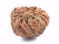 Rose of Jericho Selaginella lepidophylla, False Rose of Jericho, other common names include Jericho rose, resurrection moss,