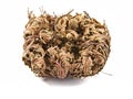 Rose of Jericho Selaginella lepidophylla, other common names include Jericho rose, resurrection moss, dinosaur plant