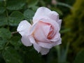 Rose `The Lady Gardener` in the garden. Beautiful pink flowers Royalty Free Stock Photo