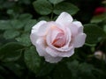 Rose `The Lady Gardener` in the garden. Beautiful pink flowers Royalty Free Stock Photo