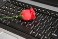 ROSE ON A LAPTOP