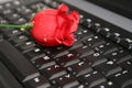 ROSE ON A LAPTOP