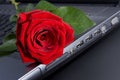 Rose on laptop