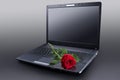 Rose on laptop