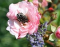 Rose and lavender flower with an insect