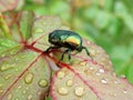 Rose leaf with a bug - rose chafer Royalty Free Stock Photo