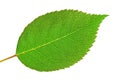 Rose leaf