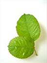 Rose leaf isolated on white background ,nature green leave ,macro image Royalty Free Stock Photo