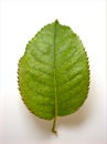 Rose leaf isolated on white background ,nature green leave ,macro image Royalty Free Stock Photo