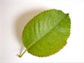 Rose leaf isolated on white background ,nature green leave ,macro image Royalty Free Stock Photo