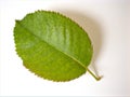 Rose leaf isolated on white background ,nature green leave ,macro image Royalty Free Stock Photo