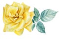 Rose and leaf on an isolated white background, yellow flower. Watercolor botanical illustration Royalty Free Stock Photo