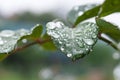 Rose leaf rain drops Royalty Free Stock Photo