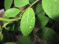 Assembly of raindrops on rose leaf