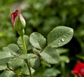 Rose leaf with raindrops Royalty Free Stock Photo