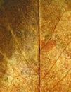 Rose leaf texture