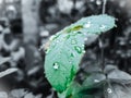 Rose Leaf In Watter Drops Royalty Free Stock Photo