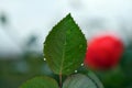 A rose leaf wet from the rain Royalty Free Stock Photo