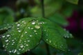 Rose leafs with drops