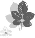 Rose leafs pattern vector illustration