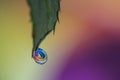 Rose leave waterdrop rainbow colors Royalty Free Stock Photo