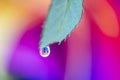 Rose leave waterdrop rainbow colors Royalty Free Stock Photo