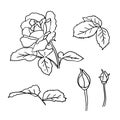 Rose with leaves and buds set. Simple hand-drawn doodle outline flower for icon or greeting card and logo. Royalty Free Stock Photo