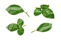 Rose Leaves