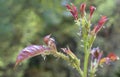 Rose leaves covered with small plant louse Royalty Free Stock Photo