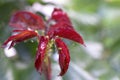 Rose leaves covered with small plant louse Royalty Free Stock Photo