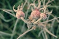 Rose leaves and hips covered with hoarfrost macro Royalty Free Stock Photo