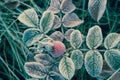 Rose leaves and hips covered with hoarfrost macro Royalty Free Stock Photo