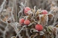 Rose leaves and hips covered with hoarfrost macro Royalty Free Stock Photo