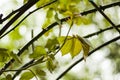 Rose leaves during rain, rain drops on the leaves Royalty Free Stock Photo