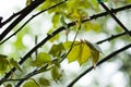 Rose leaves during rain, rain drops on the leaves Royalty Free Stock Photo