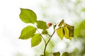 Rose leaves during rain, rain drops on the leaves Royalty Free Stock Photo