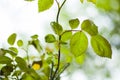 Rose leaves during rain, rain drops on the leaves Royalty Free Stock Photo